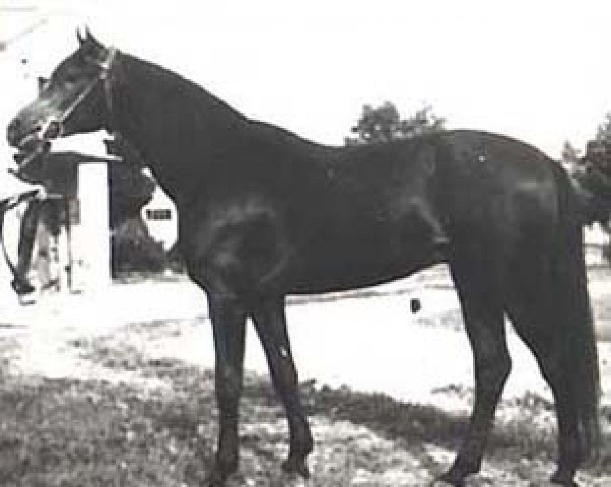 stallion Branibor ox (Arabian purebred, 1958, from Arcus ox)
