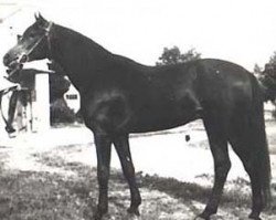 stallion Branibor ox (Arabian thoroughbred, 1958, from Arcus ox)