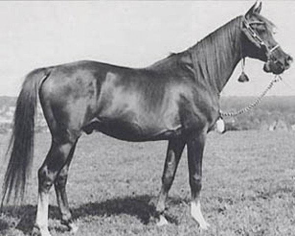 stallion Grande ben Afas II B 73 ox (Arabian thoroughbred, 1971, from Abu Afas 1947 ox)