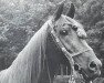 stallion Galba ben Afas ox (Arabian thoroughbred, 1968, from Abu Afas 1947 ox)