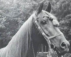 Deckhengst Galba ben Afas ox (Vollblutaraber, 1968, von Abu Afas 1947 ox)