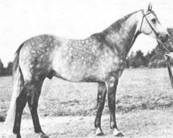 stallion Carrador ox (Arabian thoroughbred, 1960, from Comet 1953 ox)