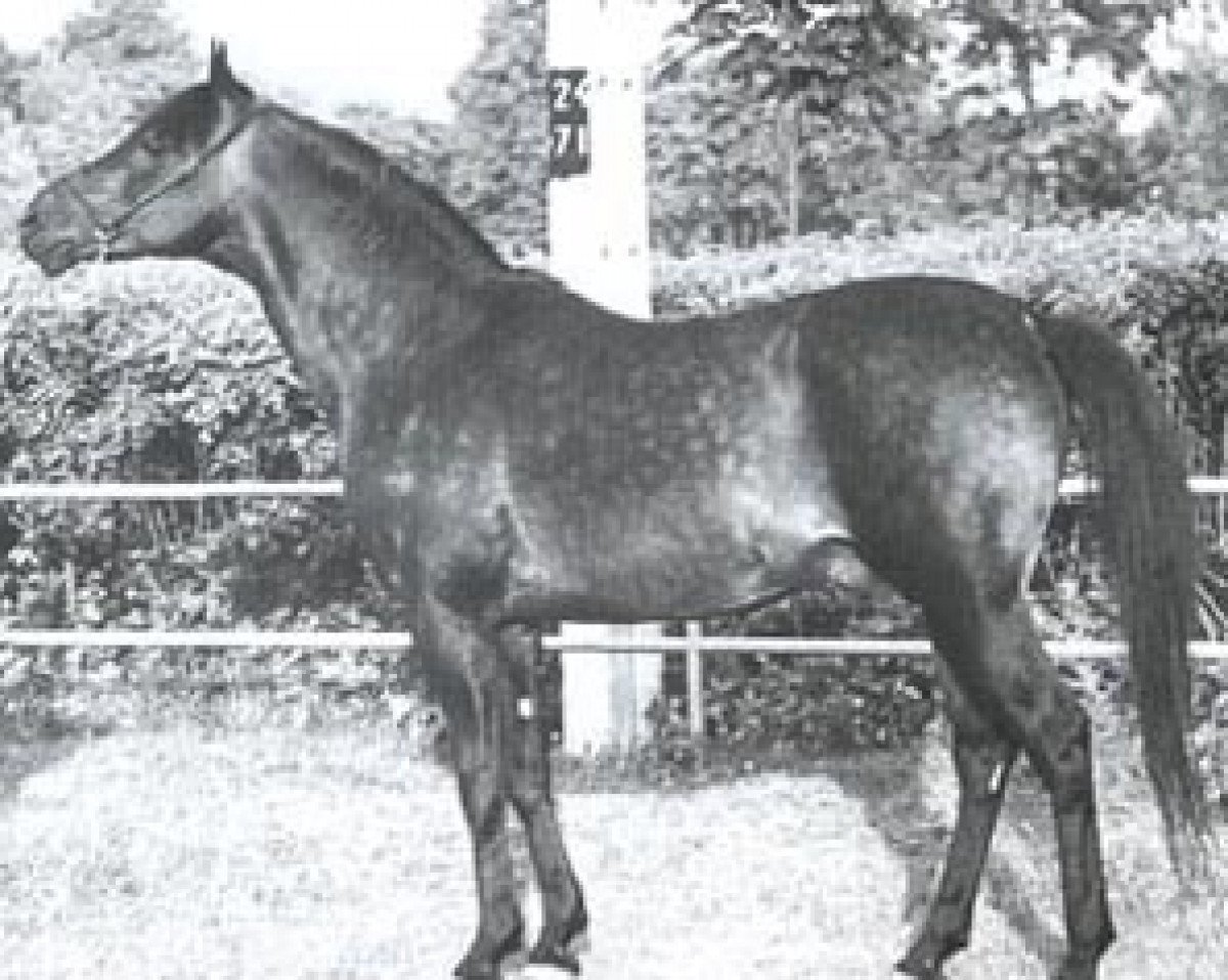 stallion Ego ox (Arabian purebred, 1959, from Comet 1953 ox)