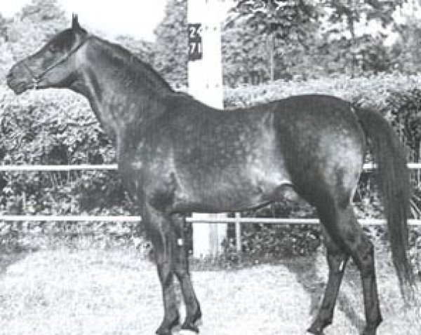 stallion Ego ox (Arabian thoroughbred, 1959, from Comet 1953 ox)