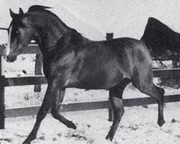 stallion Relax ox (Arabian thoroughbred, 1972, from Ego ox)