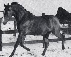 stallion Relax ox (Arabian thoroughbred, 1972, from Ego ox)