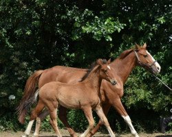 horse Macario (German Warmblood, 2022, from Jesko)