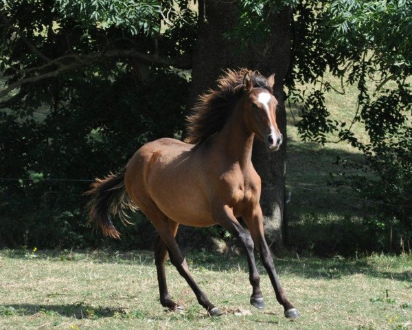 horse Lillybelle (German Warmblood, 2021, from Jesko)