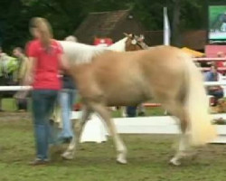 broodmare Nancy (2,73% ox) (Edelbluthaflinger, 2008, from New York B (2,34% ox))