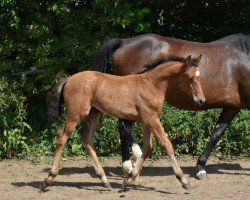 horse Daissy (German Warmblood, 2022, from Jesko)