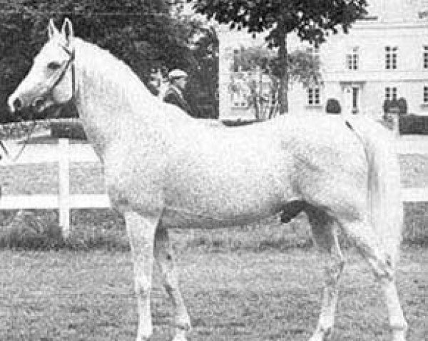 stallion Bilbao ox (Arabian thoroughbred, 1960, from Comet 1953 ox)