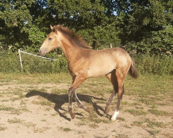 horse Hilario (German Warmblood, 2022, from Jesko)