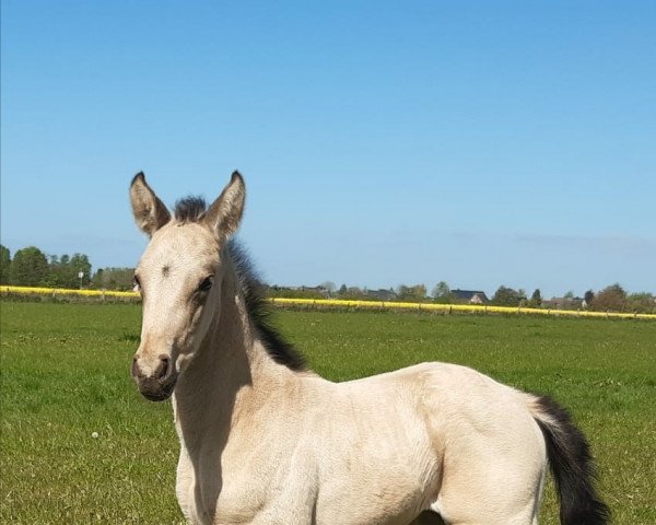 horse Little Ivy (German Warmblood, 2022, from Jesko)