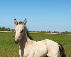 Pferd Little Ivy (Deutsches Reitpferd, 2022, von Jesko)