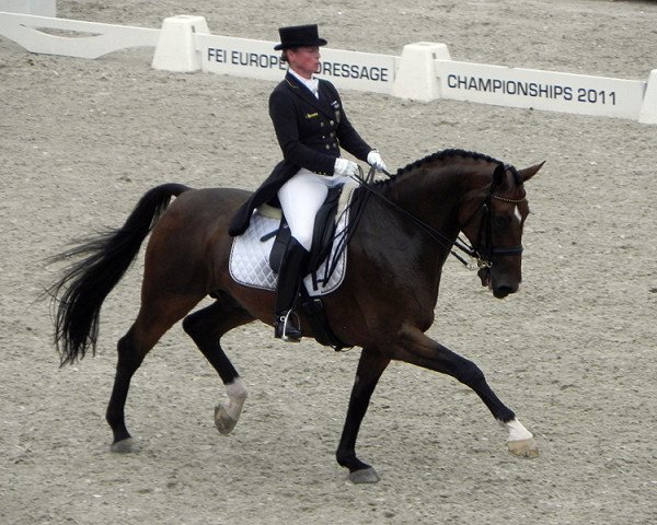 dressage horse El Santo NRW (Rhinelander, 2001, from Ehrentusch)