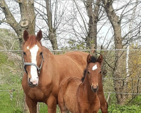 horse Arabella (German Warmblood, 2021, from Jesko)