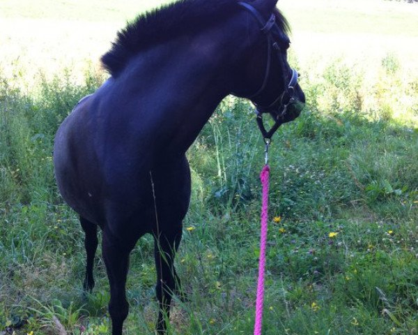 horse Frankenhoeh's Baron (Welsh-Pony (Section B),  , from Carmana's Black Boy)