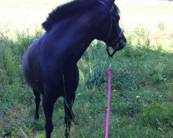 Pferd Frankenhoeh's Baron (Welsh Pony (Sek.B),  , von Carmana's Black Boy)