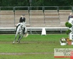 dressage horse Castella 50 (Holsteiner, 2004, from Calato)