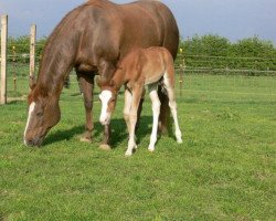 broodmare LF Cockys Queen (Quarter Horse, 1996, from Kings N Little Ones)