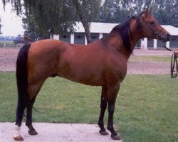 Deckhengst Alegro ox (Vollblutaraber, 1983, von Probat ox)