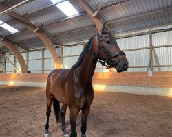 dressage horse Goldbube 41 (Westphalian, 2018, from Goldberg)