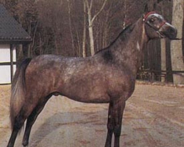 horse Pusjkin ox (Arabian thoroughbred, 1980, from Pohaniec 1965 ox)