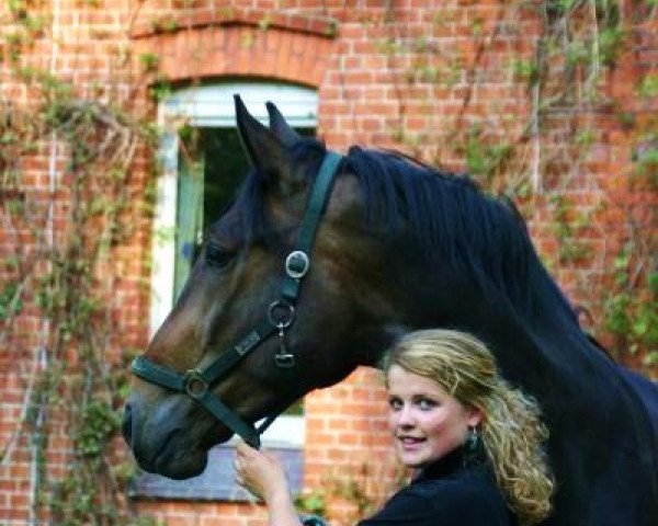 horse Elwood (Hanoverian, 2003, from Embassy I)