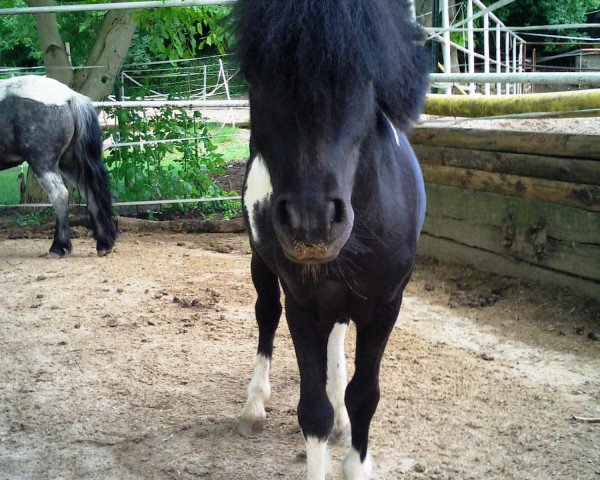 Pferd Little Jopega (Shetland Pony (unter 87 cm), 2004)