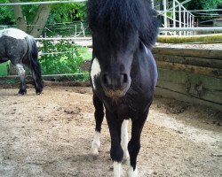 horse Little Jopega (Shetland pony (under 87 cm), 2004)