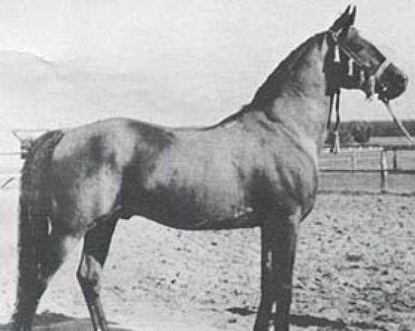 Deckhengst Grand ox (Vollblutaraber, 1944, von Kuhailan Abu Urkub 1935 ox)