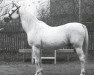 stallion Ali Said ox (Arabian thoroughbred, 1940, from Kuhailan Said ox)