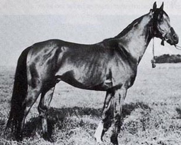 stallion Kord ox (Arabian thoroughbred, 1961, from Grand ox)