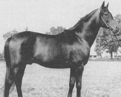 stallion Elbrus ox (Arabian thoroughbred, 1965, from Mir Said 1953 ox)