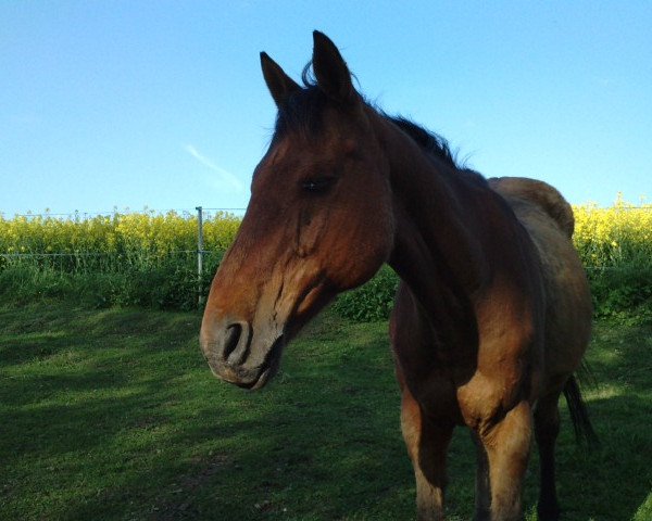 horse Miron (Thoroughbred, 1994, from Tuttlinger xx)