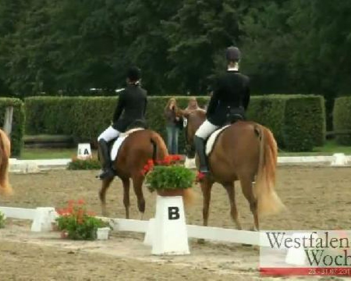 jumper Campino 407 (German Riding Pony, 2008, from Chantre B)