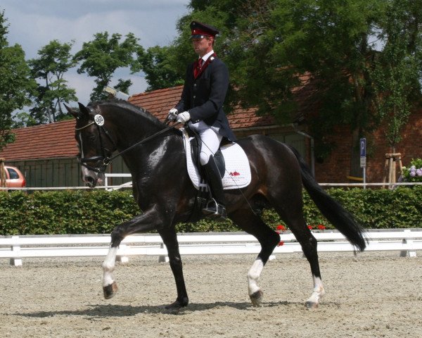 dressage horse Summerhill (Oldenburg, 2003, from Sandro Hit)