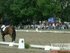 dressage horse El Cantaro 4 (Westphalian, 2008)