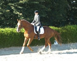 horse Pegasus (Trakehner, 2002, from Charly Chaplin)