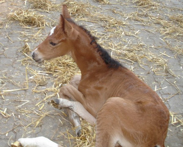 dressage horse Fino (Westphalian, 2010, from Fiorano)