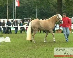 jumper Whitney (Westphalian, 2008)