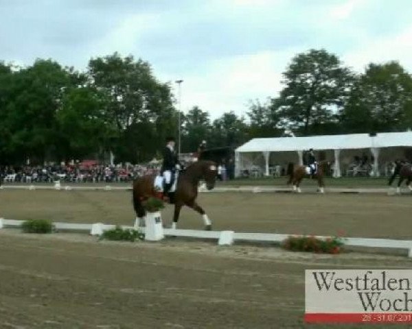 dressage horse Down Under 10 (Westphalian, 2005, from Del Cento)