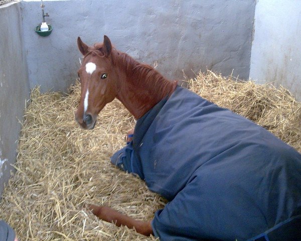 horse Juventa (Hanoverian, 1998, from Juventus)