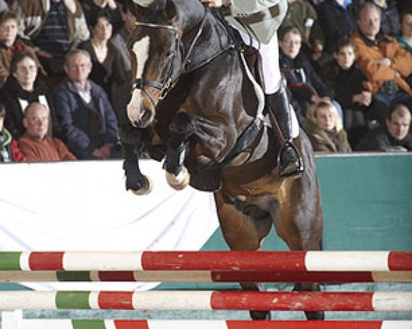 jumper Carento (Holsteiner, 2006, from Caretino)