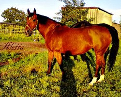 horse Aletta (Hannoveraner, from Ahorn Z)