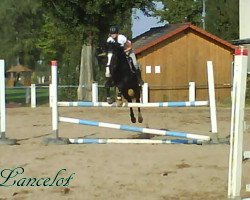 horse Lancelot S12 (Oldenburger Springpferd)