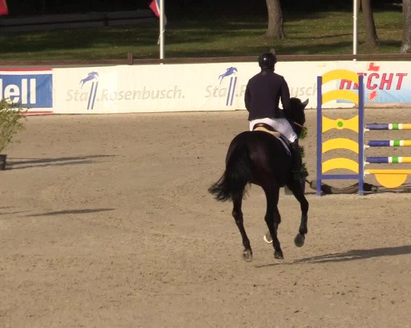 Reitturnier Westergellersen 2022