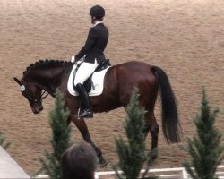 dressage horse Depoint (Westphalian, 1997, from Dinard L)