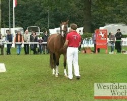 broodmare Tennessee (German Riding Pony, 2008, from Timberland)