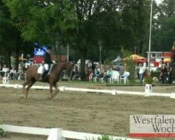 dressage horse Sissy 417 (Hanoverian, 2006, from Sir Donnerhall I)